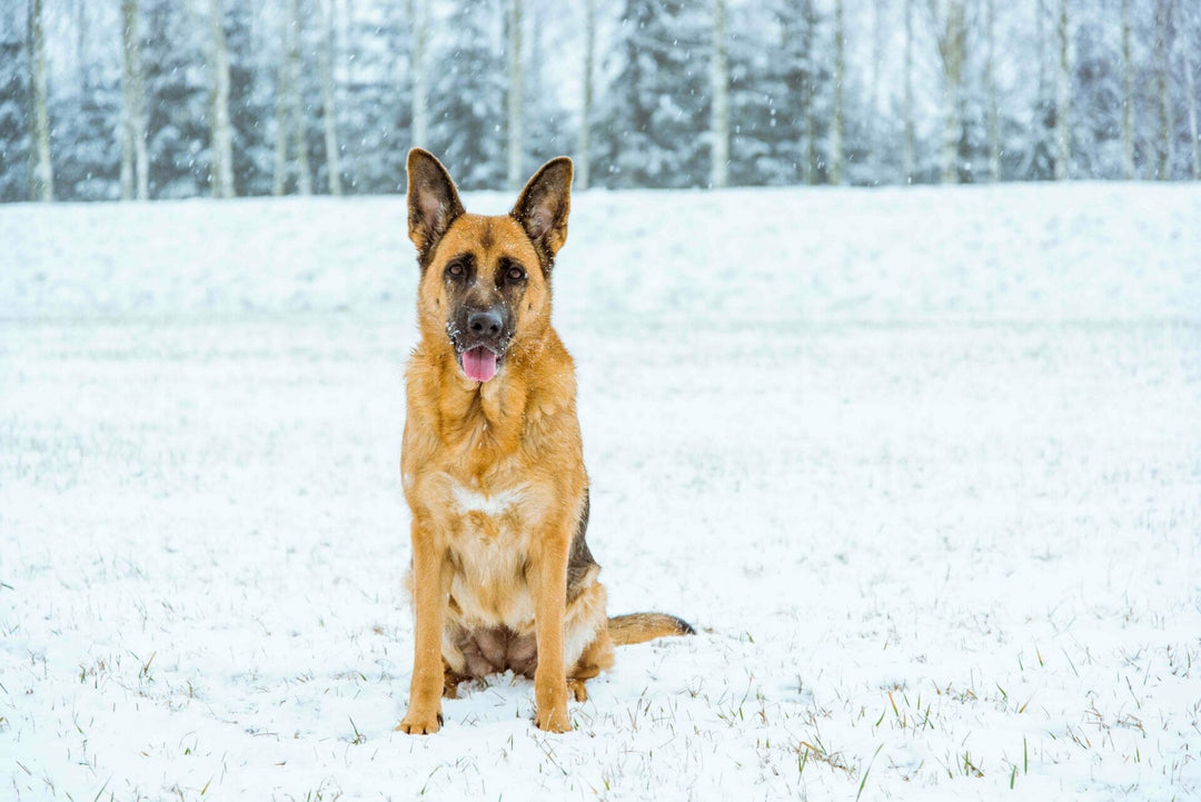 Speiseröhrenerweiterung beim Hund