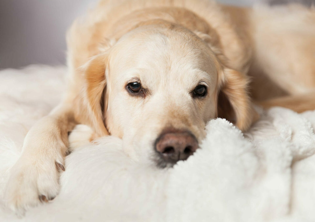 Autoimmunerkrankungen bei Hunden