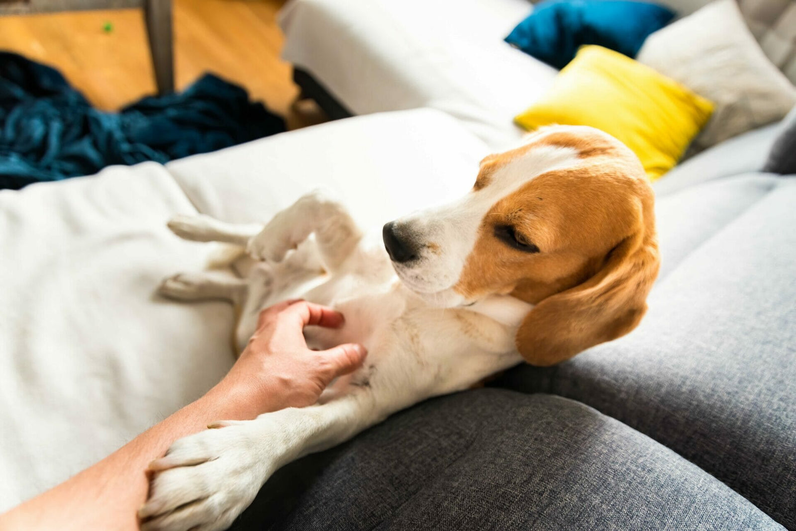 Magengeschwür bei Hunden