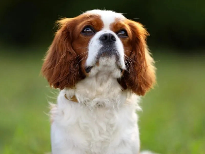 Cavalier King Charles Spaniel
