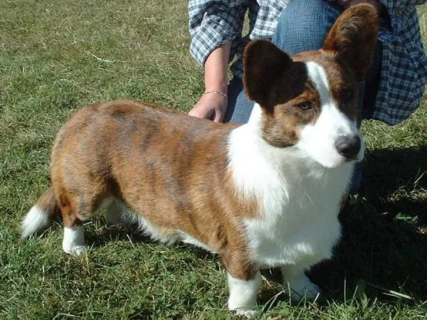 Ernährung beim Welsh Corgi Cardigan – Alles, was Sie wissen müssen