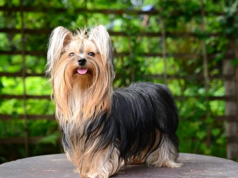 Ernährung beim Yorkshire Terrier – Alles, was Sie wissen müssen