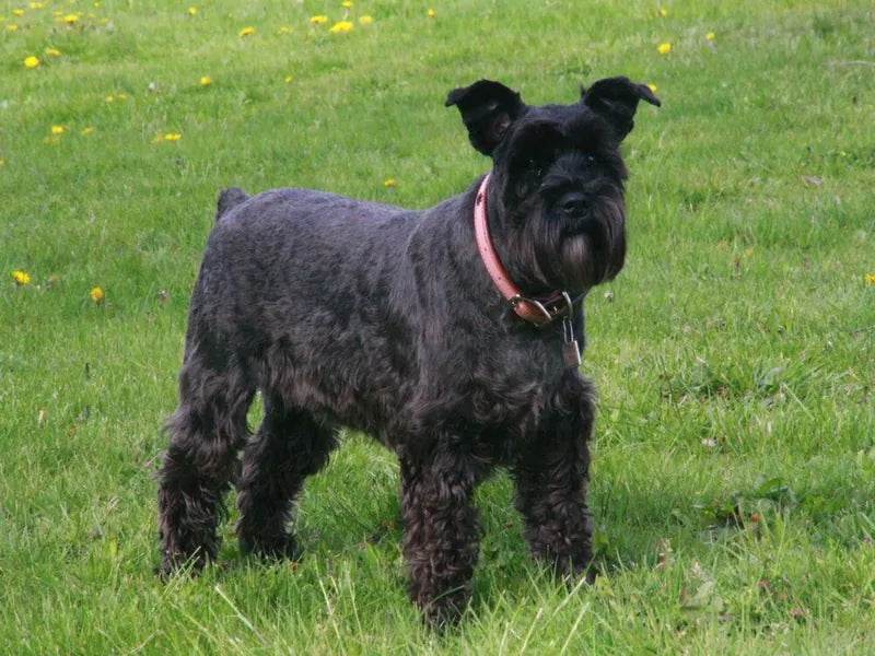 Zwergschnauzer