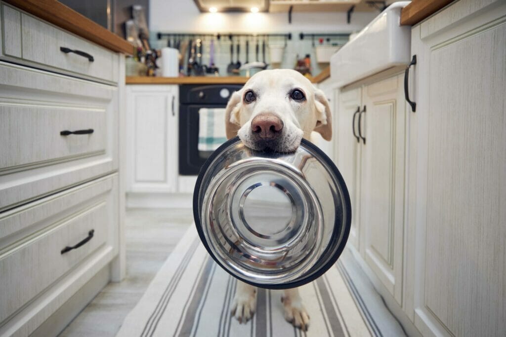 Mikroorganismen für Hunde