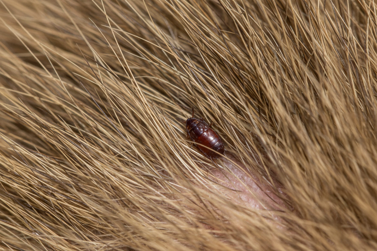 Flöhe beim Hund