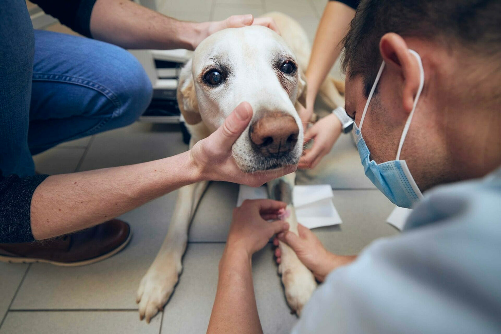Erkrankungen an Blut und Lymphe bei Hunden