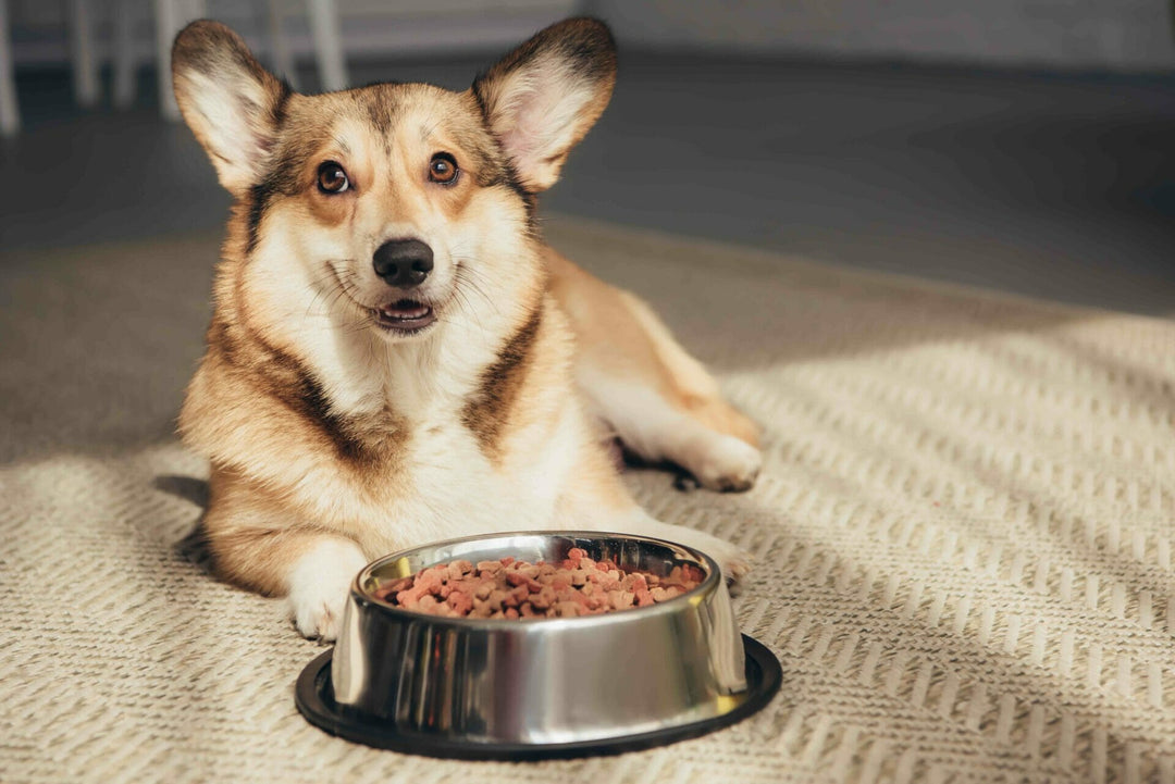 Graisses pour chiens