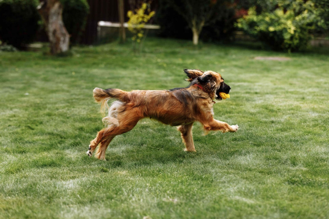 Erkrankungen des Bewegungsapparats bei Hunden