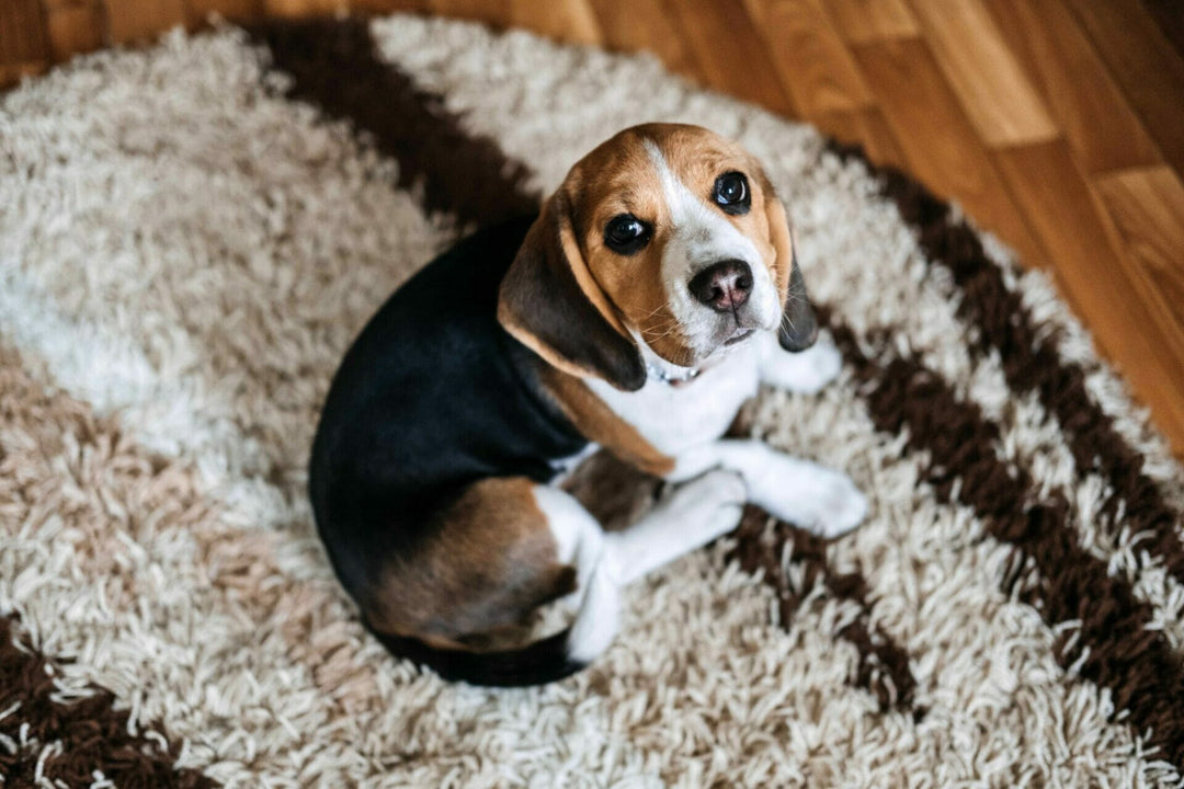 Darmparasiten beim Hund