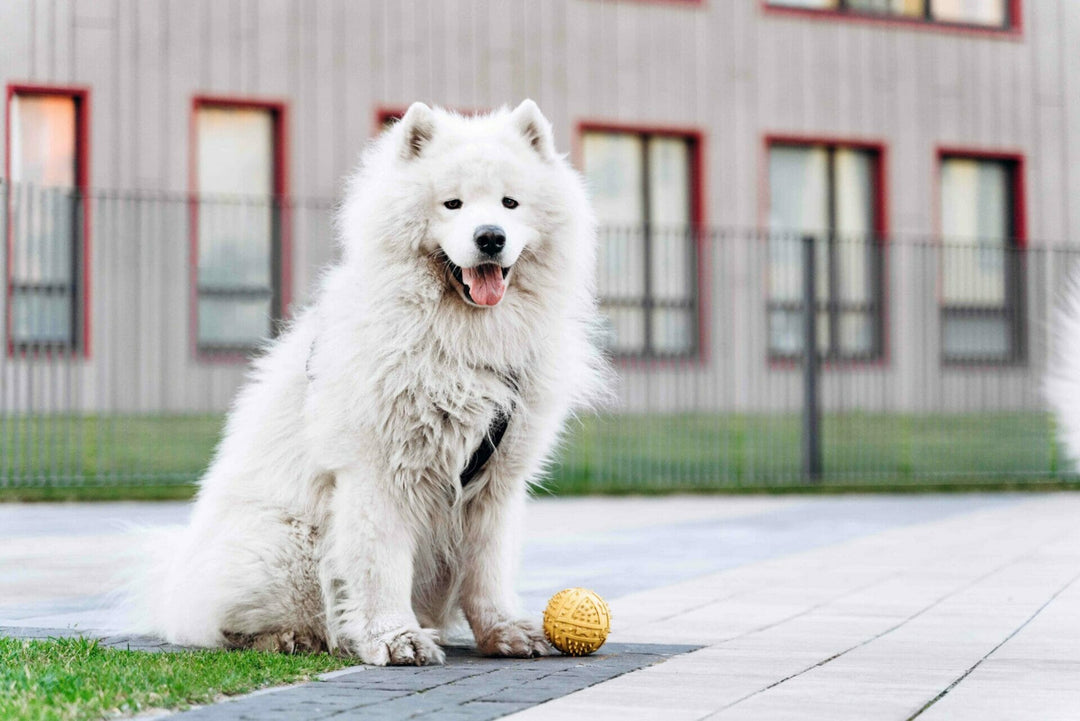 Fellwechsel Hund