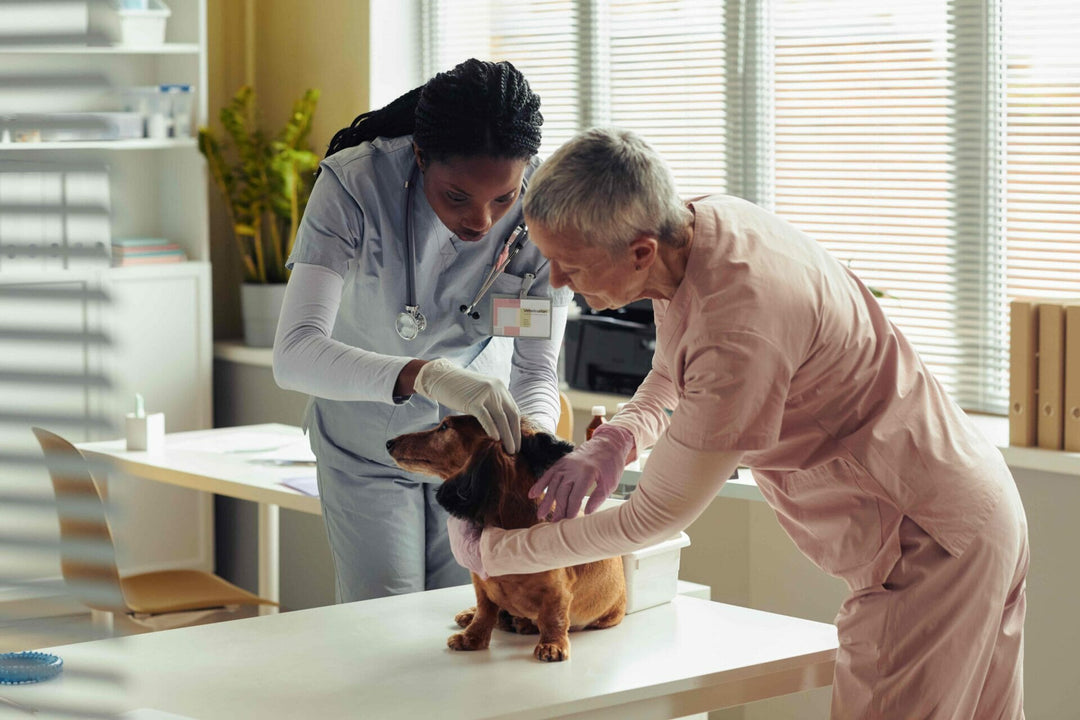 Osteomalazie beim Hund