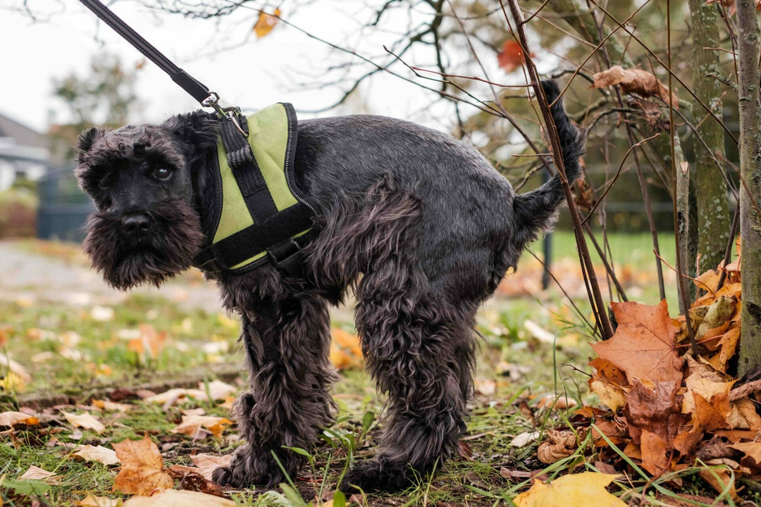 Kokzidien beim Hund