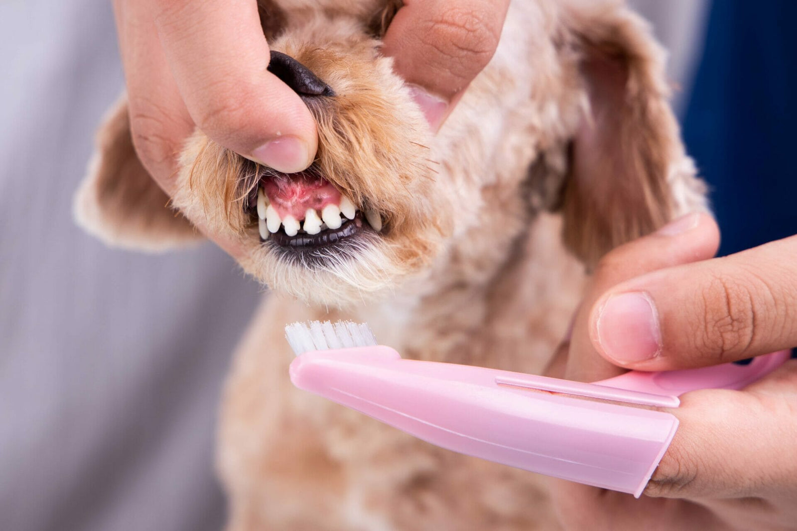 Zahnfleischentzündung bei Hunden