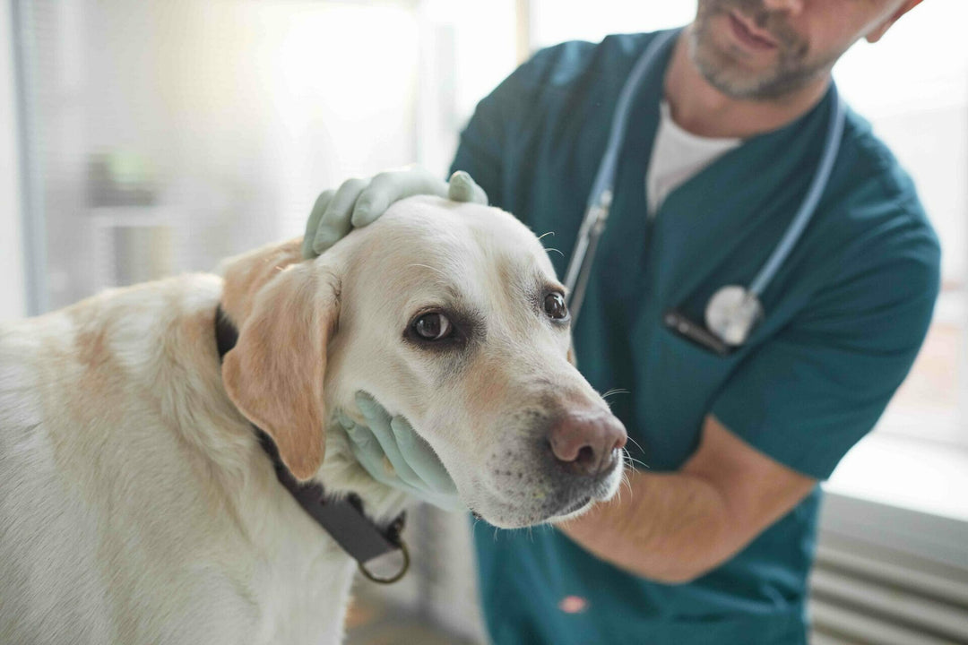 Hund hat Fremdkörper verschluckt