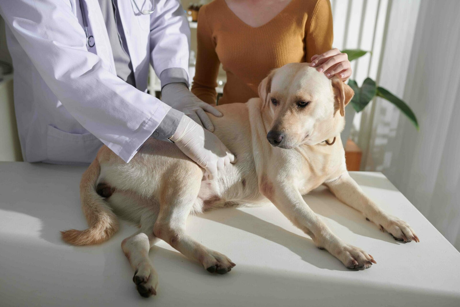 Bauchspeicheldrüsenentzündung beim Hund