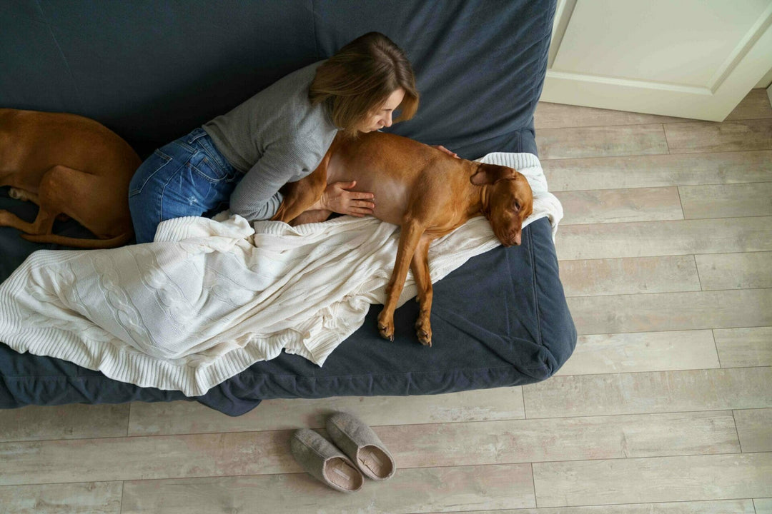 Darmentzündung beim Hund