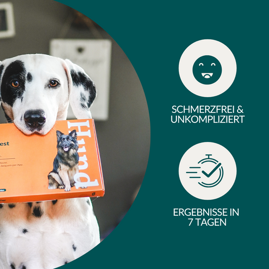 Allergietest Basic Hund
