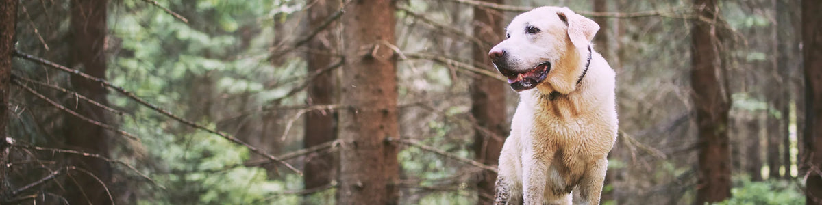MyPetClub Hero Header optimiert