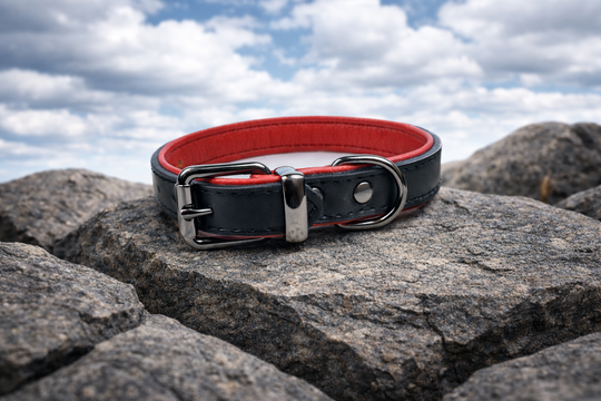 Tierluxe Klassiker - Premium Leder Hundehalsband