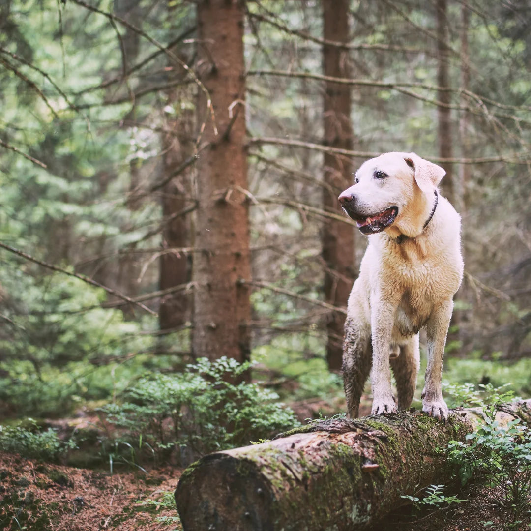 MyPetClub Hero Mobile Header optimiert
