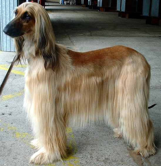 Afghanischer Windhund – Foto