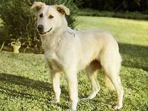 Aidi – Foto