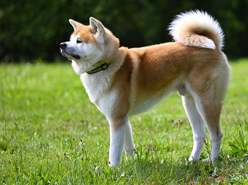 Akita Inu – Foto