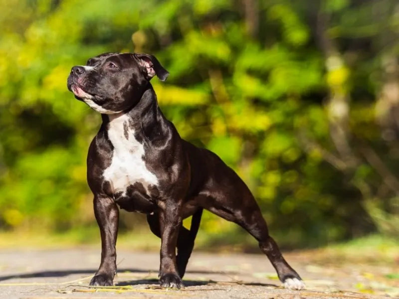 American Staffordshire Terrier – Foto