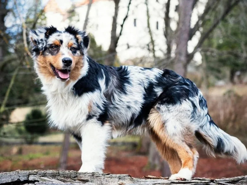 Australian Shepherd – Foto