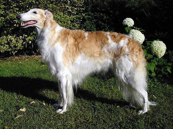 Barsoi – Foto