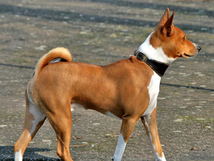 Basenji – Foto