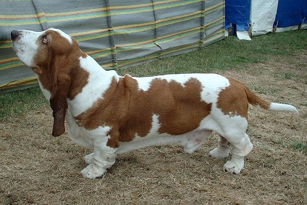 Basset Hound – Foto