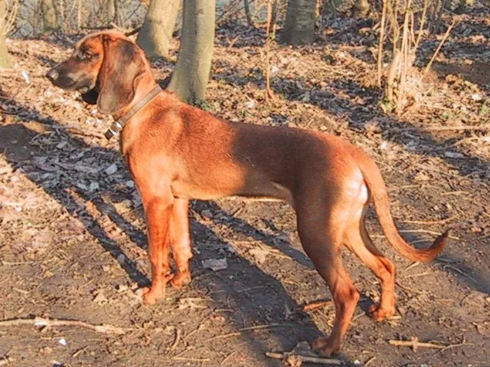 Bayerischer Gebirgsschweißhund – Foto