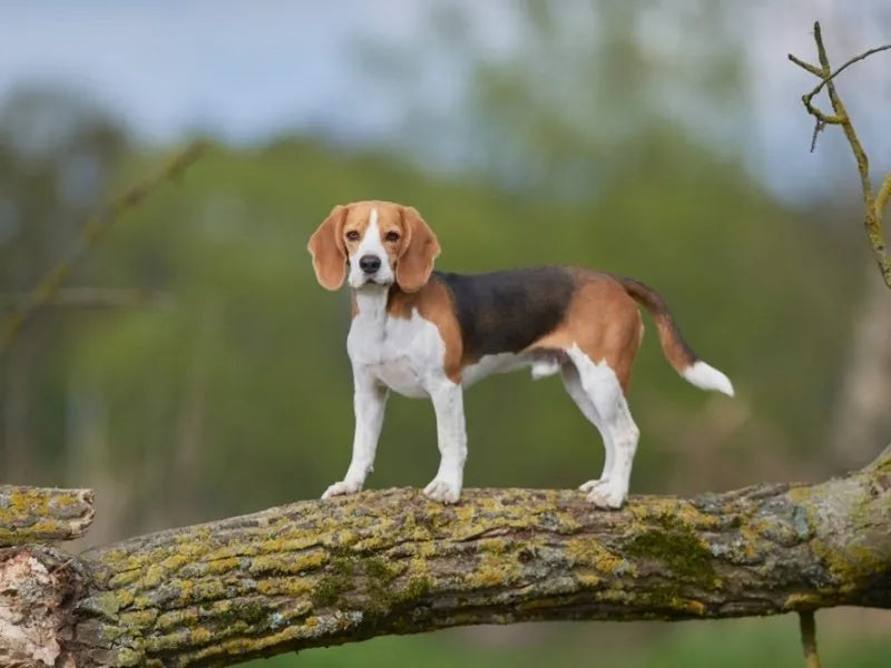 Beagle – Foto