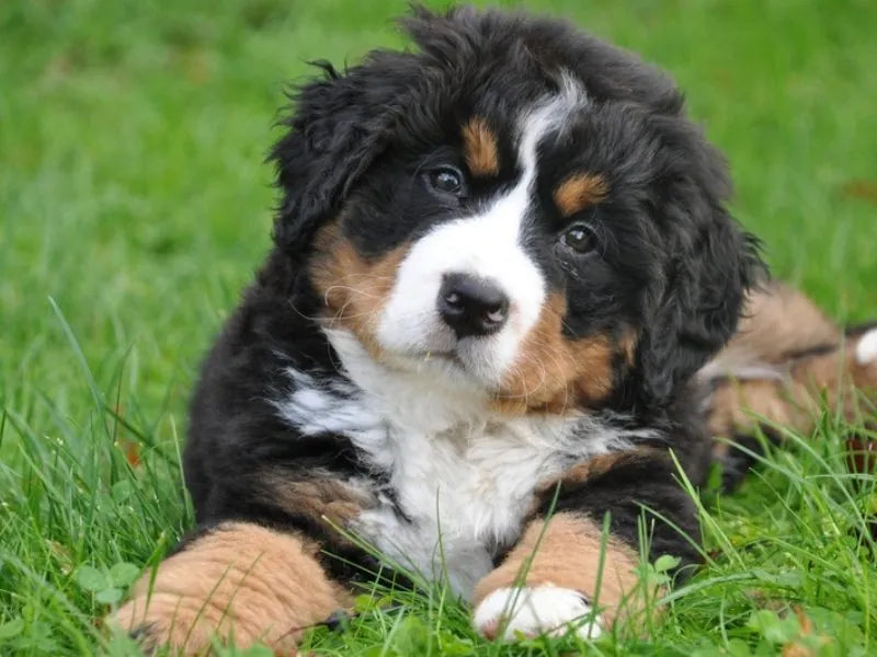 Berner Sennenhund – Foto