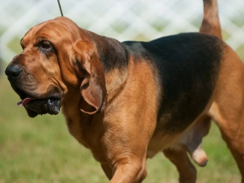 Bloodhound – Foto