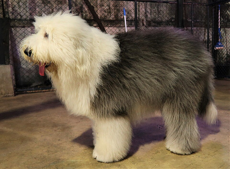 Bobtail (Old English Sheepdog) – Foto