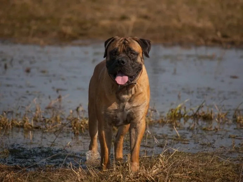 Boerboel – Foto