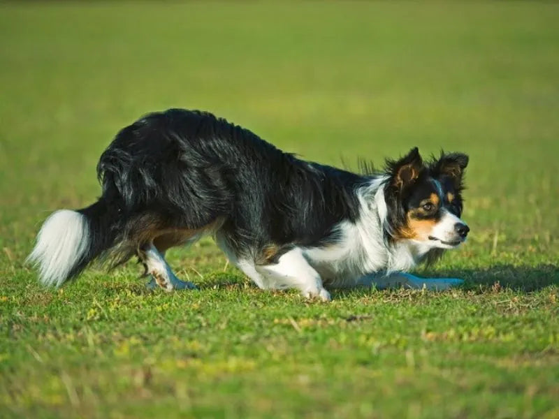 Border Collie – Foto