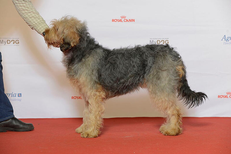Bosnischer Rauhhaariger Laufhund – Foto