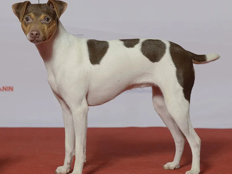 Brasilianischer Terrier – Foto