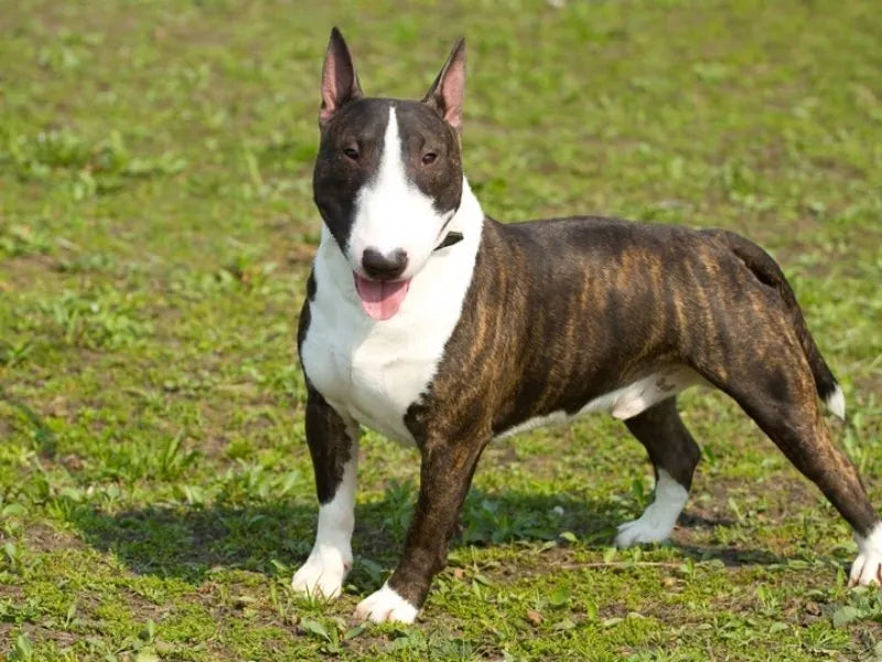 Bullterrier – Foto