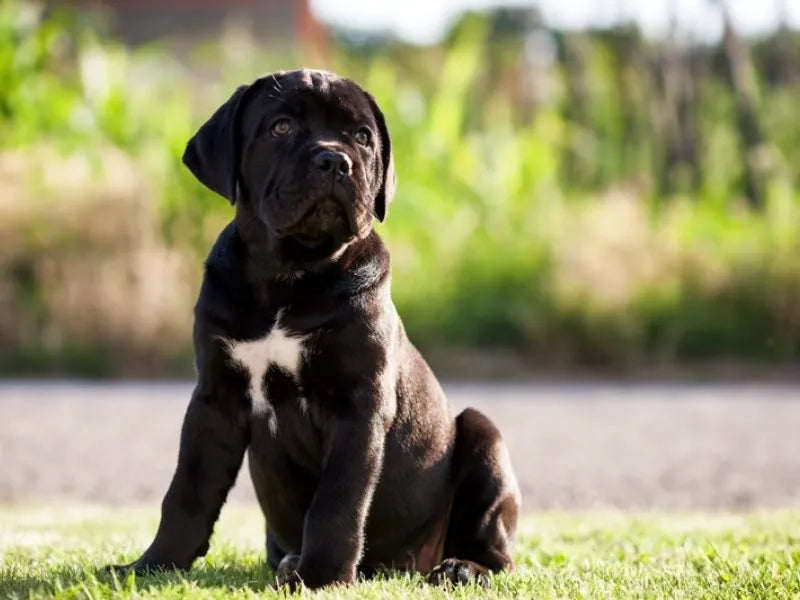 Cane Corso – Foto