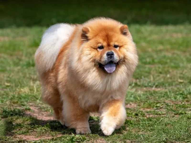 Chow-Chow – Foto