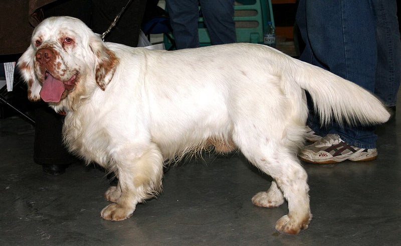 Clumber Spaniel – Foto