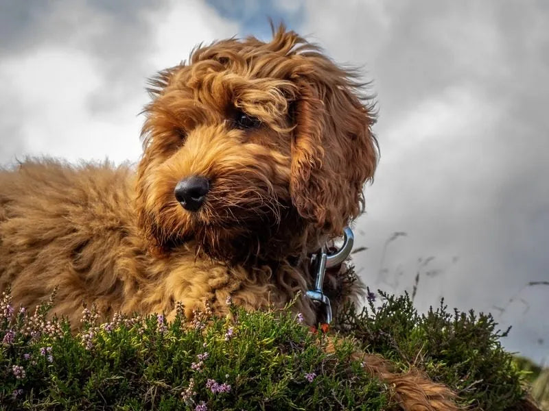 Cockapoo – Foto