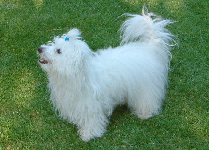 Coton de Tuléar – Foto