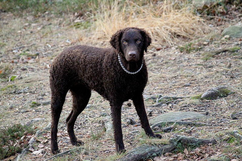 Curly Coated Retriever – Foto