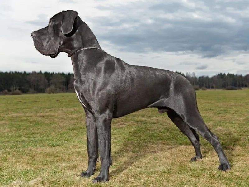 Deutsche Dogge – Foto