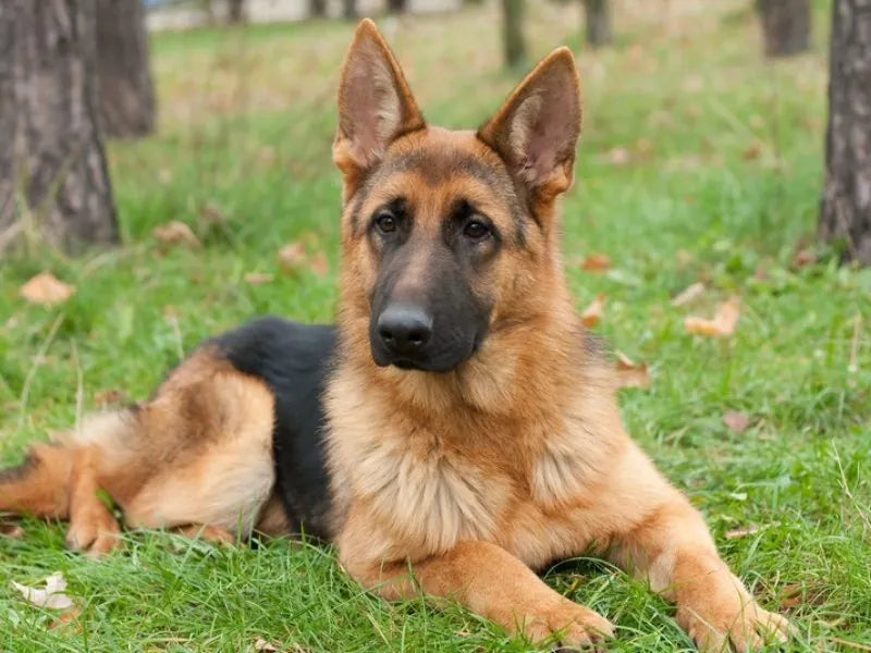 Deutscher Schäferhund – Foto